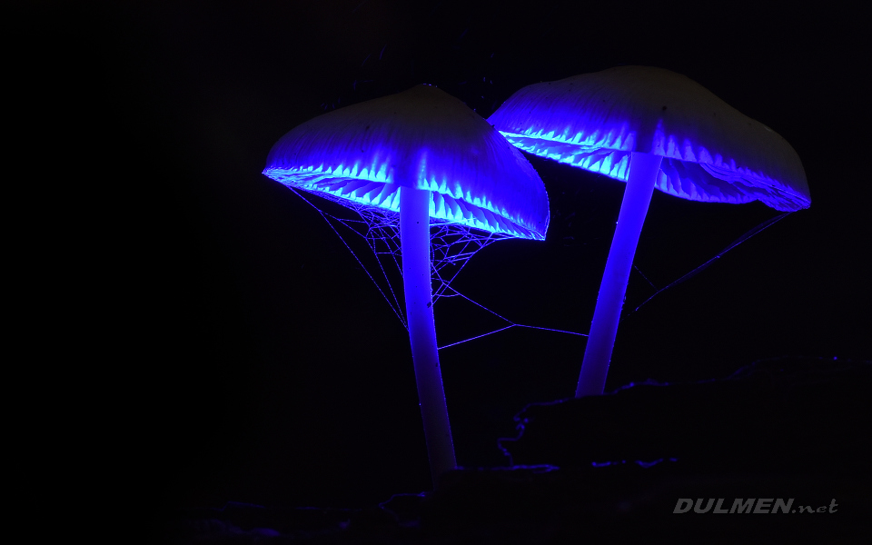 Mycena